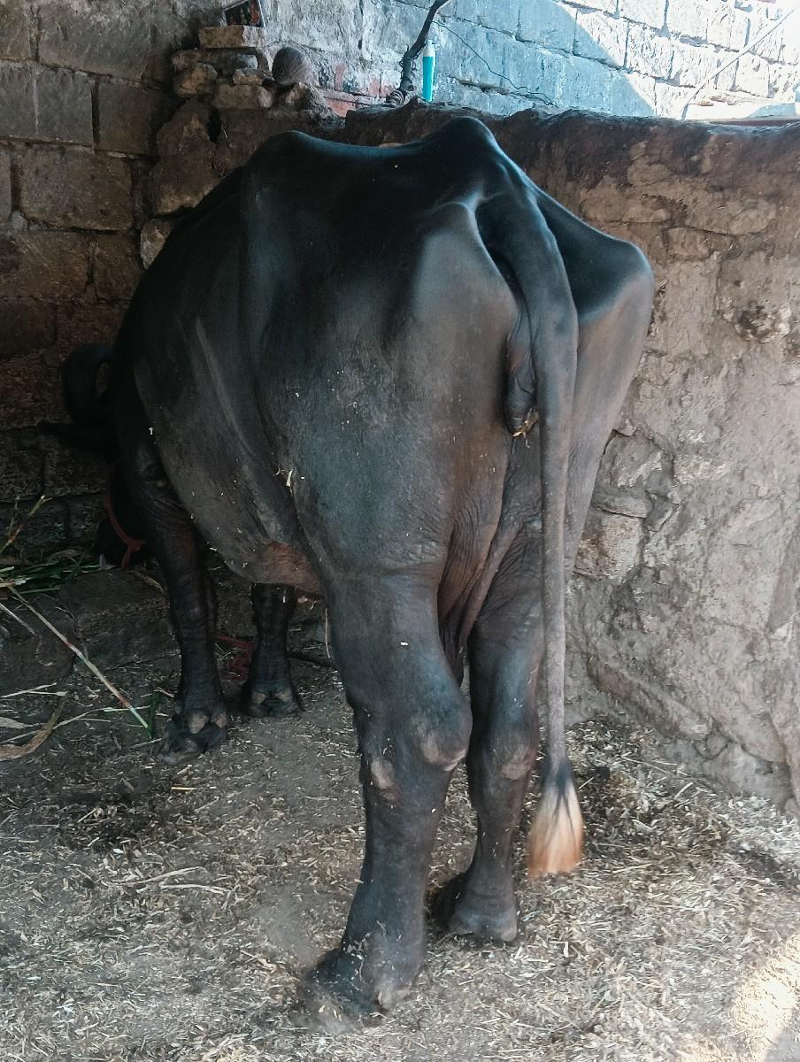 થંબનેલ 3