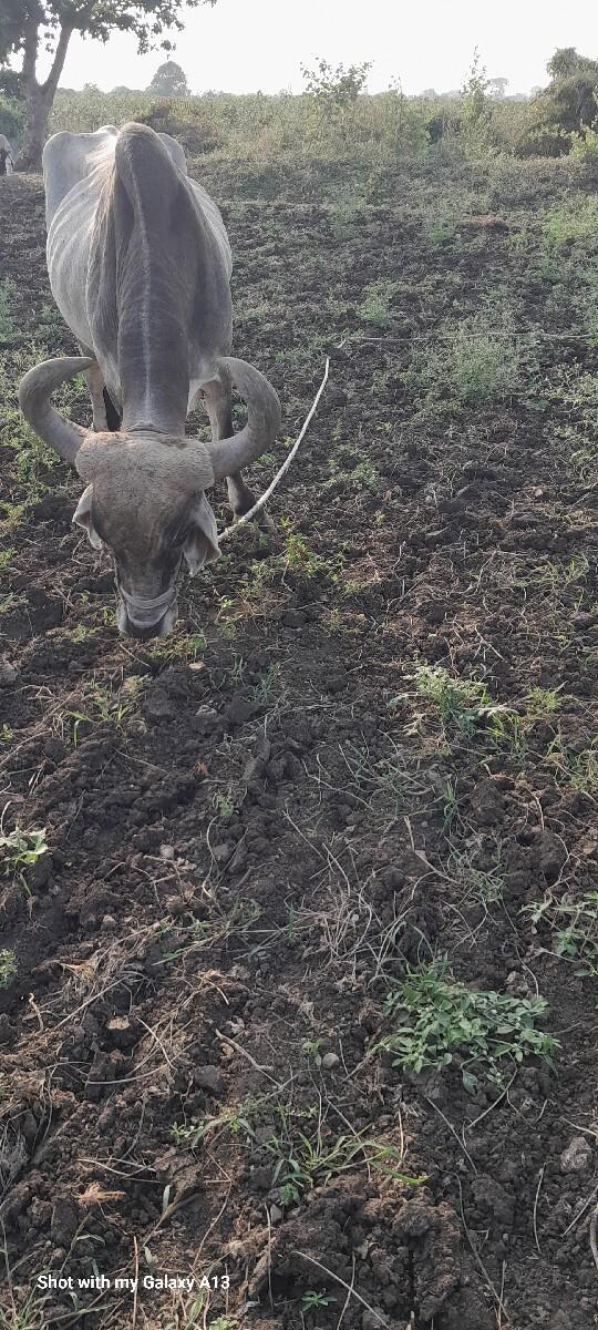 બલધ વેસવાનૉ છે બધી જવાબદારીથી