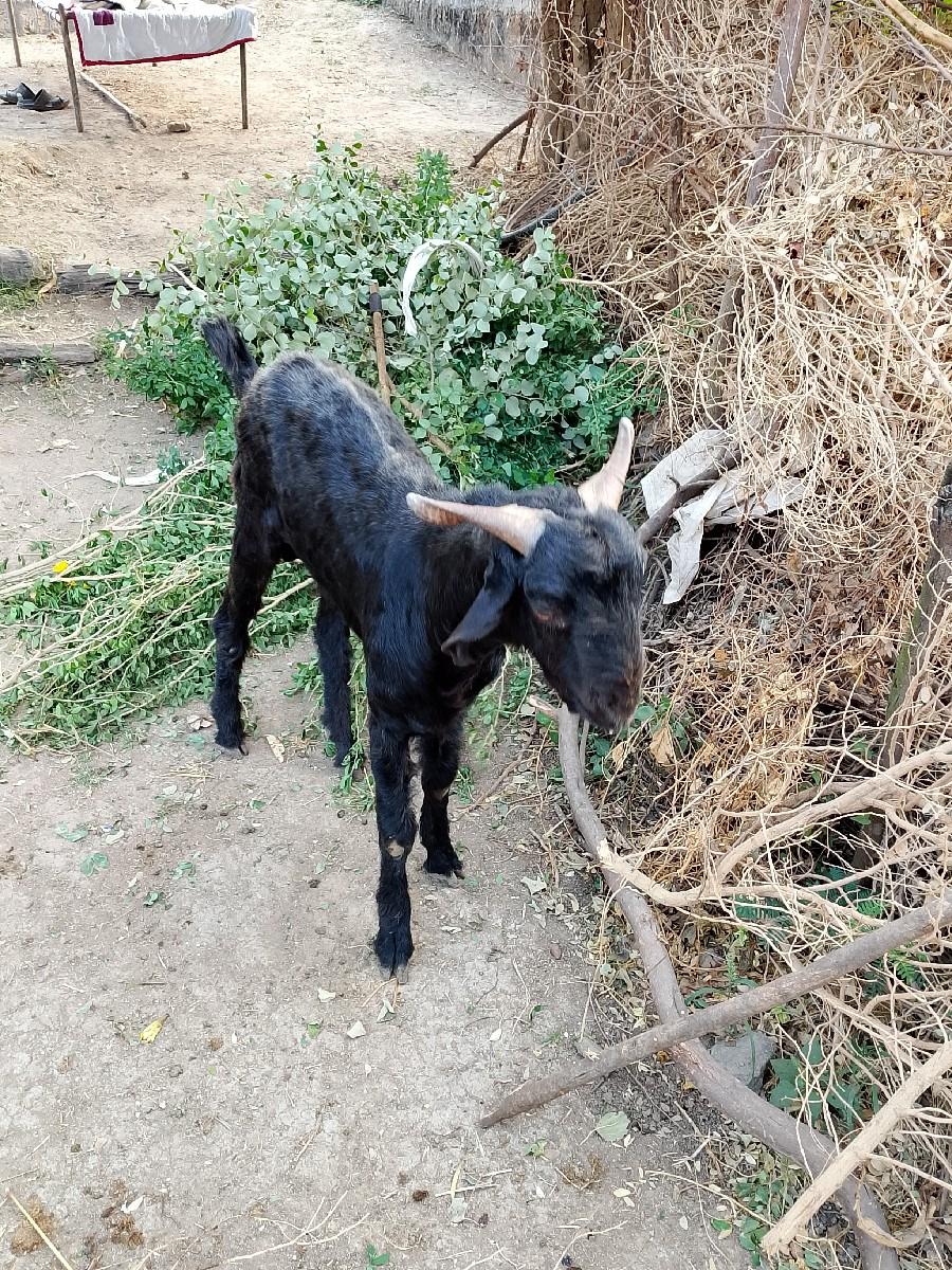 थंबनेल 2