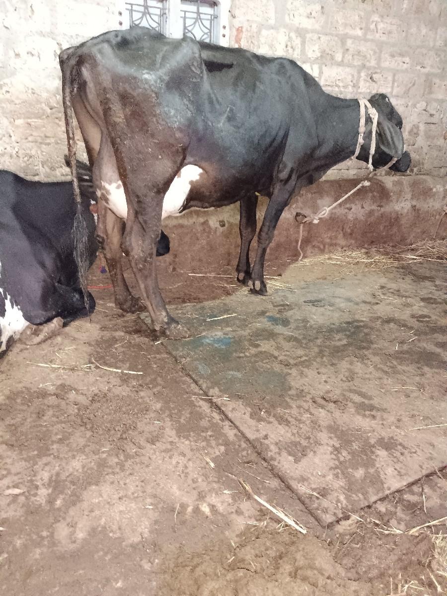 થંબનેલ 3