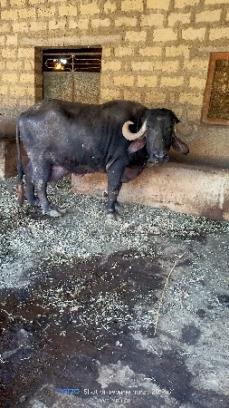 ભેંસ વેચવાની છે