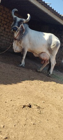ગાય વેચવાની કિંમત 32000 ભાવ