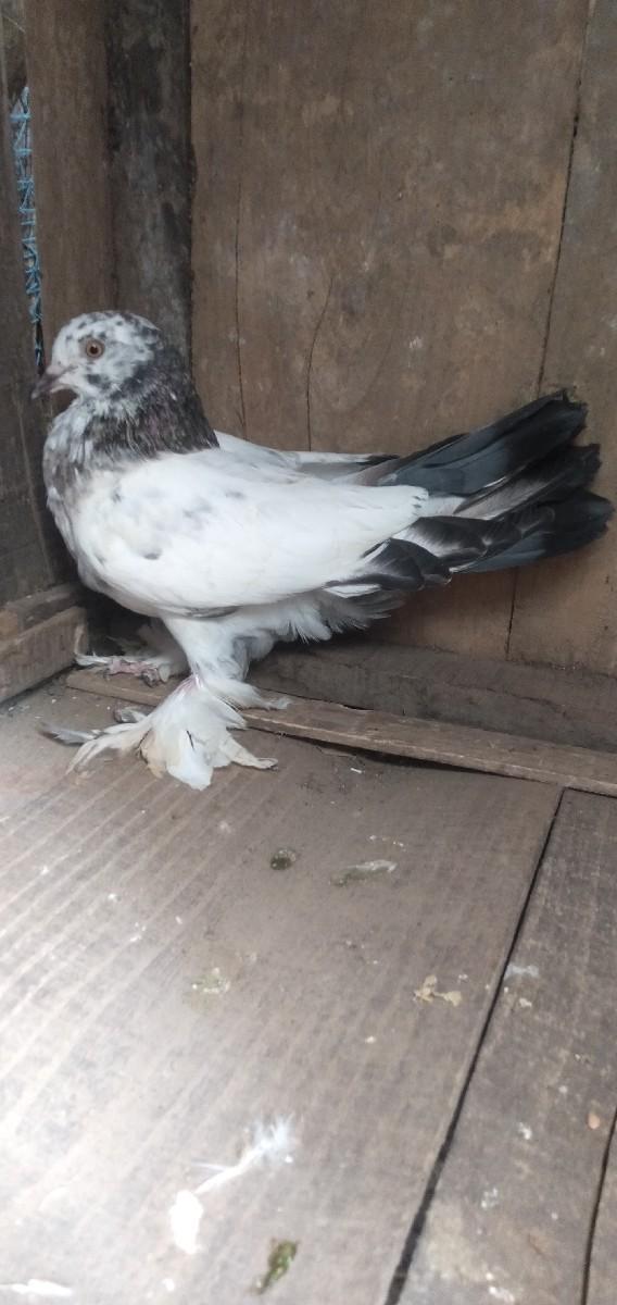 કબુતર વેચવાના છે