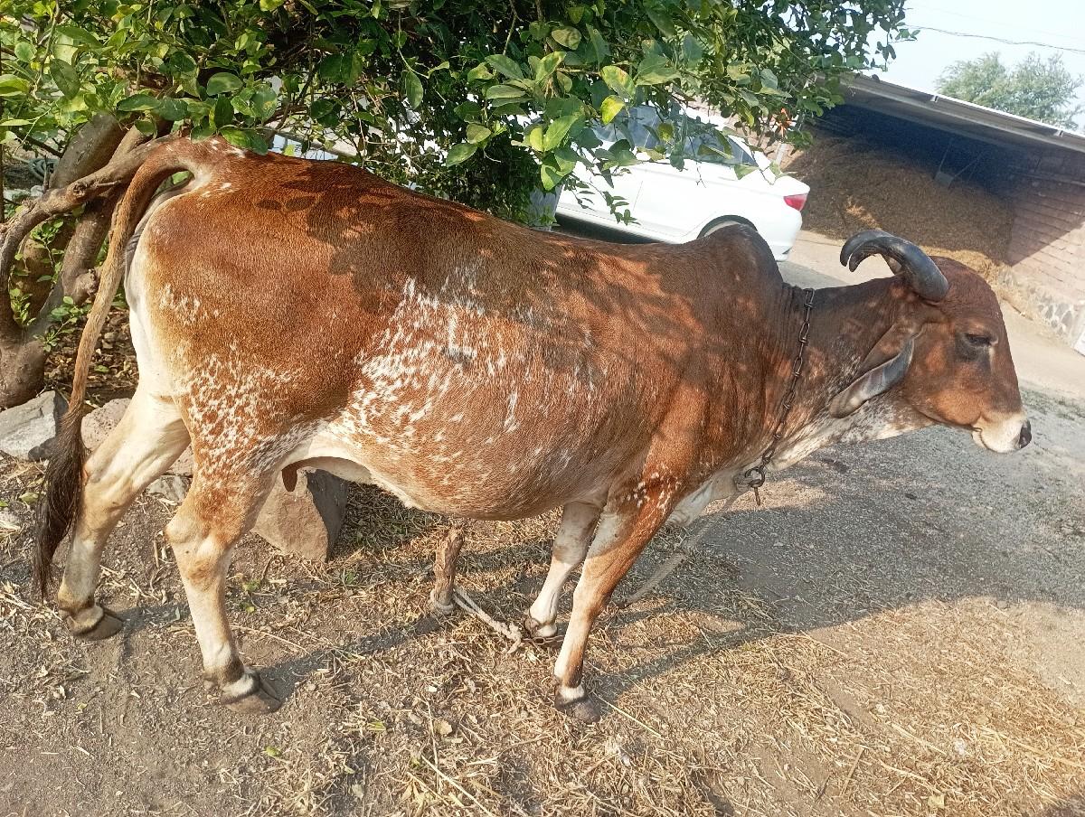 થંબનેલ 3