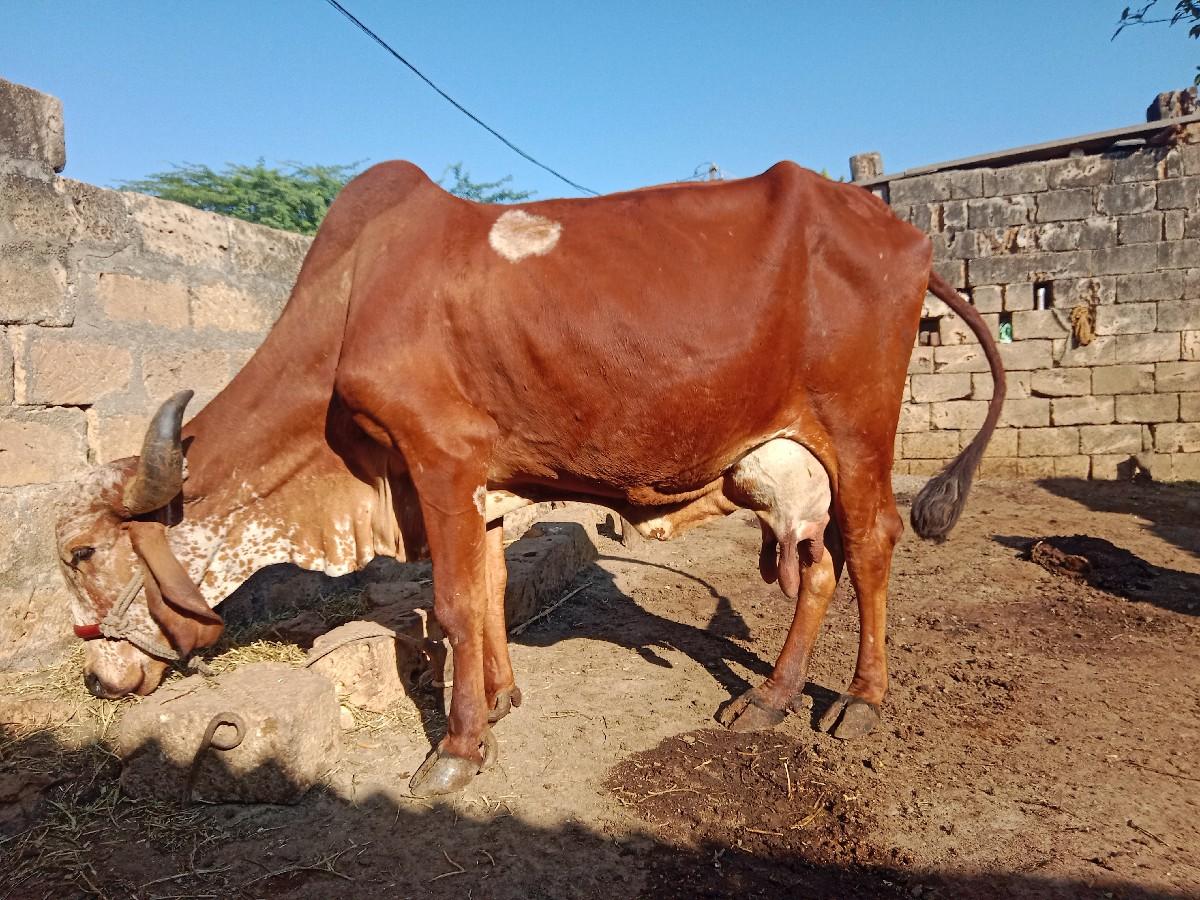 थंबनेल 3