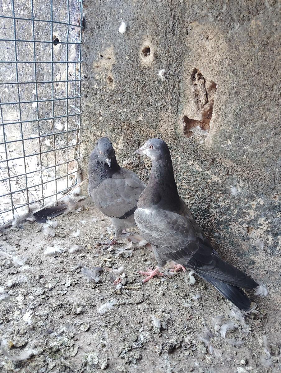 થંબનેલ 3