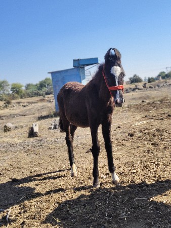 થંબનેલ 3