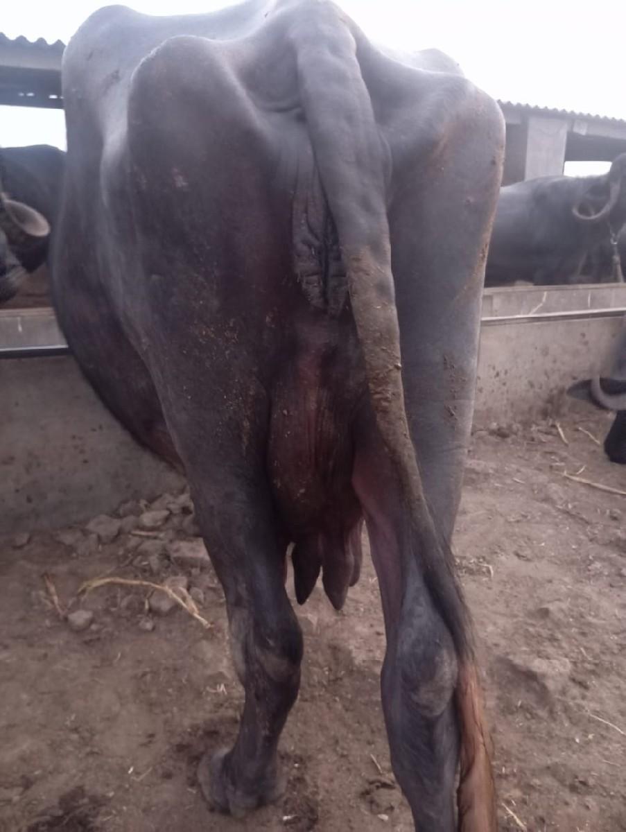 8 10 divash ni var se