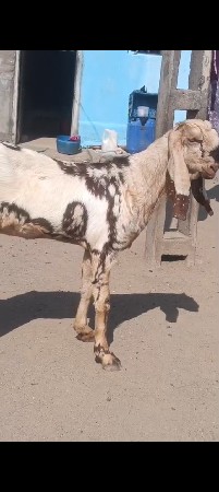 તોતાપુરી બકરી અને બકરો