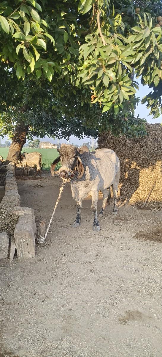 ગાય વેચવાની છે