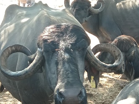 થંબનેલ 3