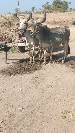 થંબનેલ 4