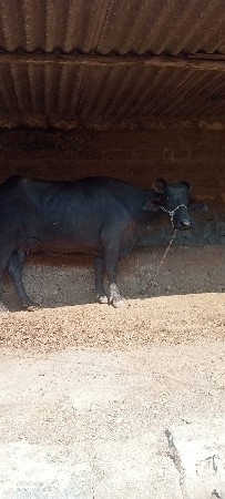 ભેંસ વેચવાની છે