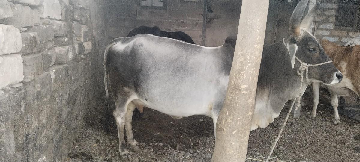 થંબનેલ 2