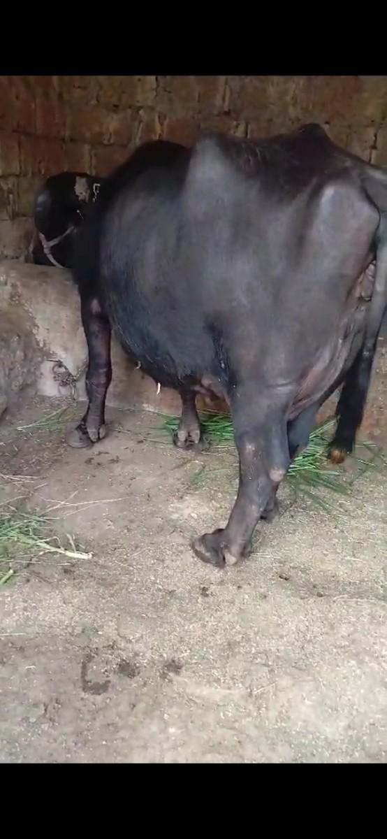 થંબનેલ 2