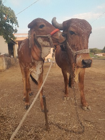 ગાય વેશવાનિછે