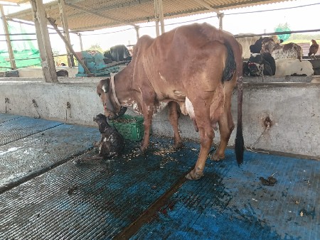 થંબનેલ 2