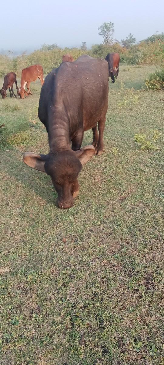 ચાણિયુ ખાતર લેવા માટે મળો