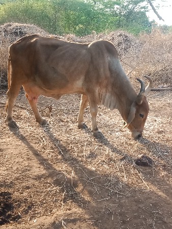 ગાય વેસાવ છે