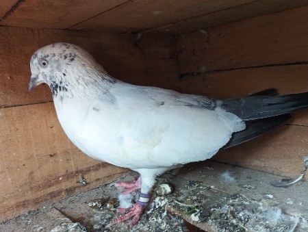 થંબનેલ 2