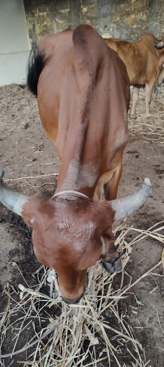 थंबनेल 2