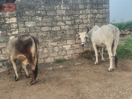 ઘોઢલા  વેચવા ના છે