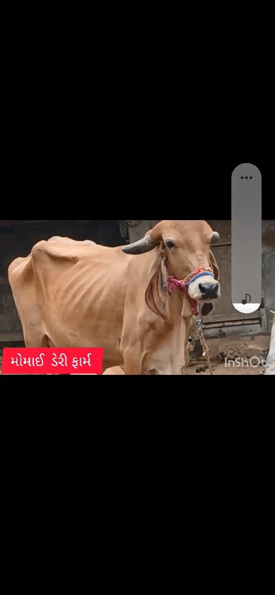 ગાય વેચવાની છે