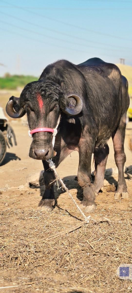 ખડેલી વેચવાની છે પહેલ વેતરી