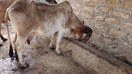 4 vetar se 20 divas ni var se