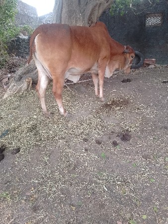 ગાયવેશવાનીછે