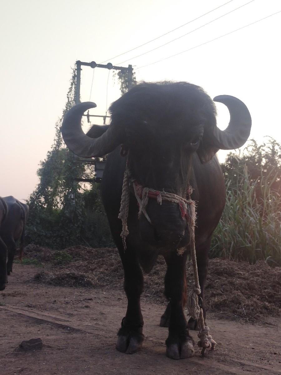 ભેંસ વેચવાની છે