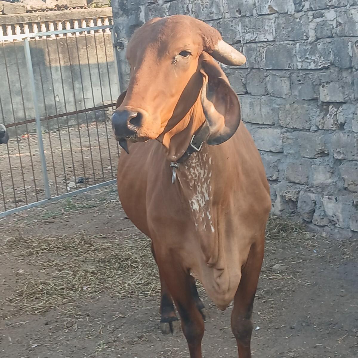 થંબનેલ 2