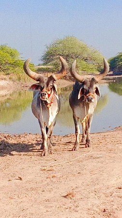 थंबनेल 2