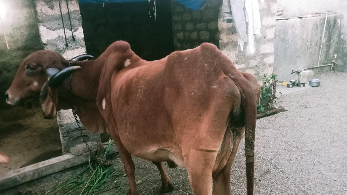 વેચવાની છે.