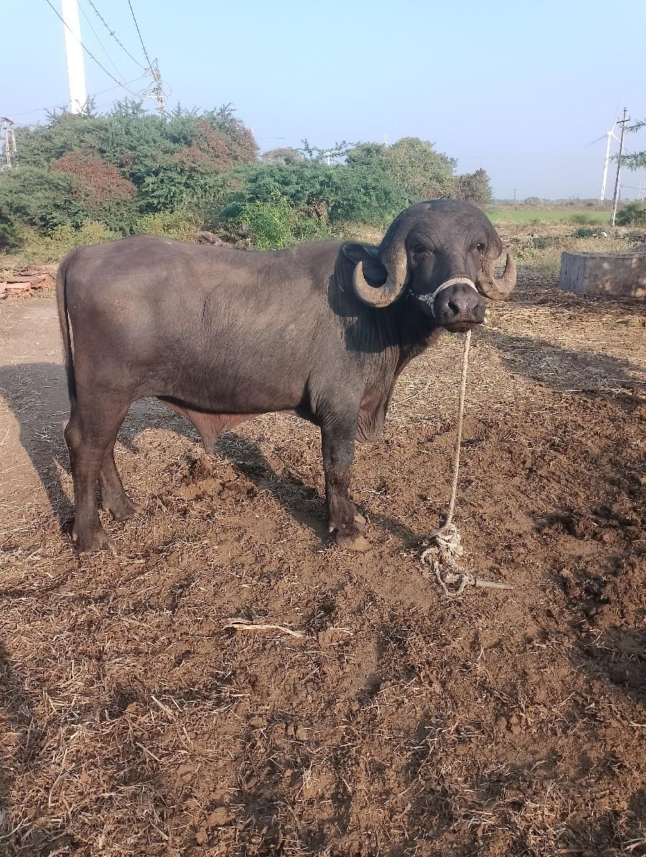 थंबनेल 3