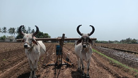 બળદ