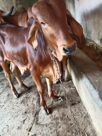 એક વરશનો