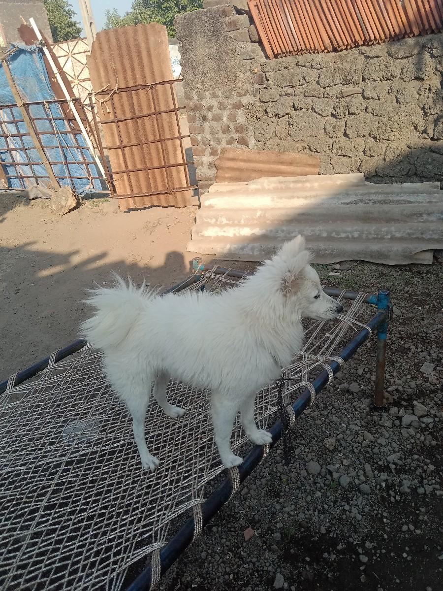 પામોલીન મેલ વેચવાનો છે