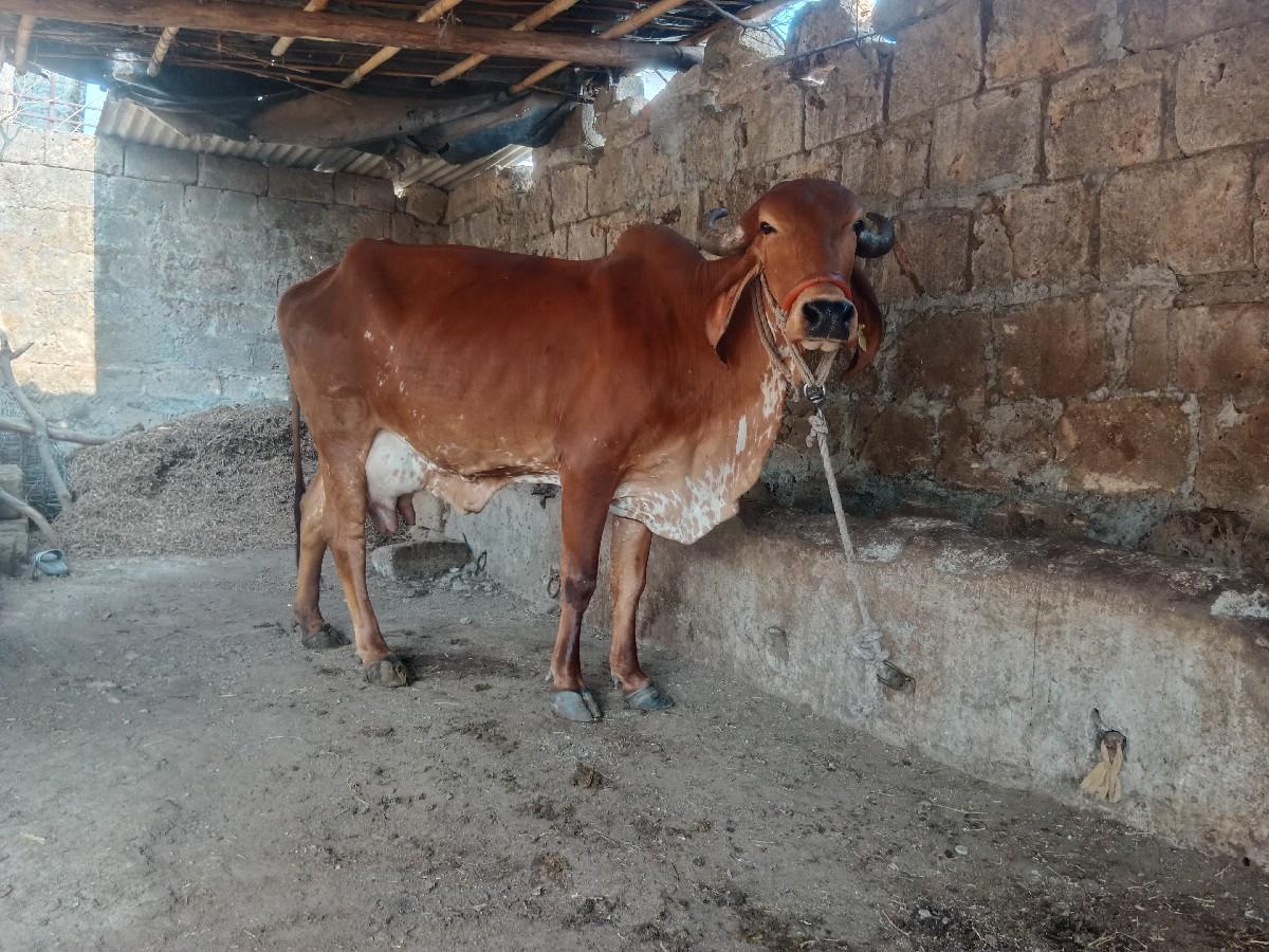 થંબનેલ 3