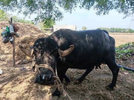 ભેસ વેચવા ની છે