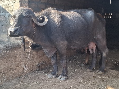 2 વેતર વિયાલ છે