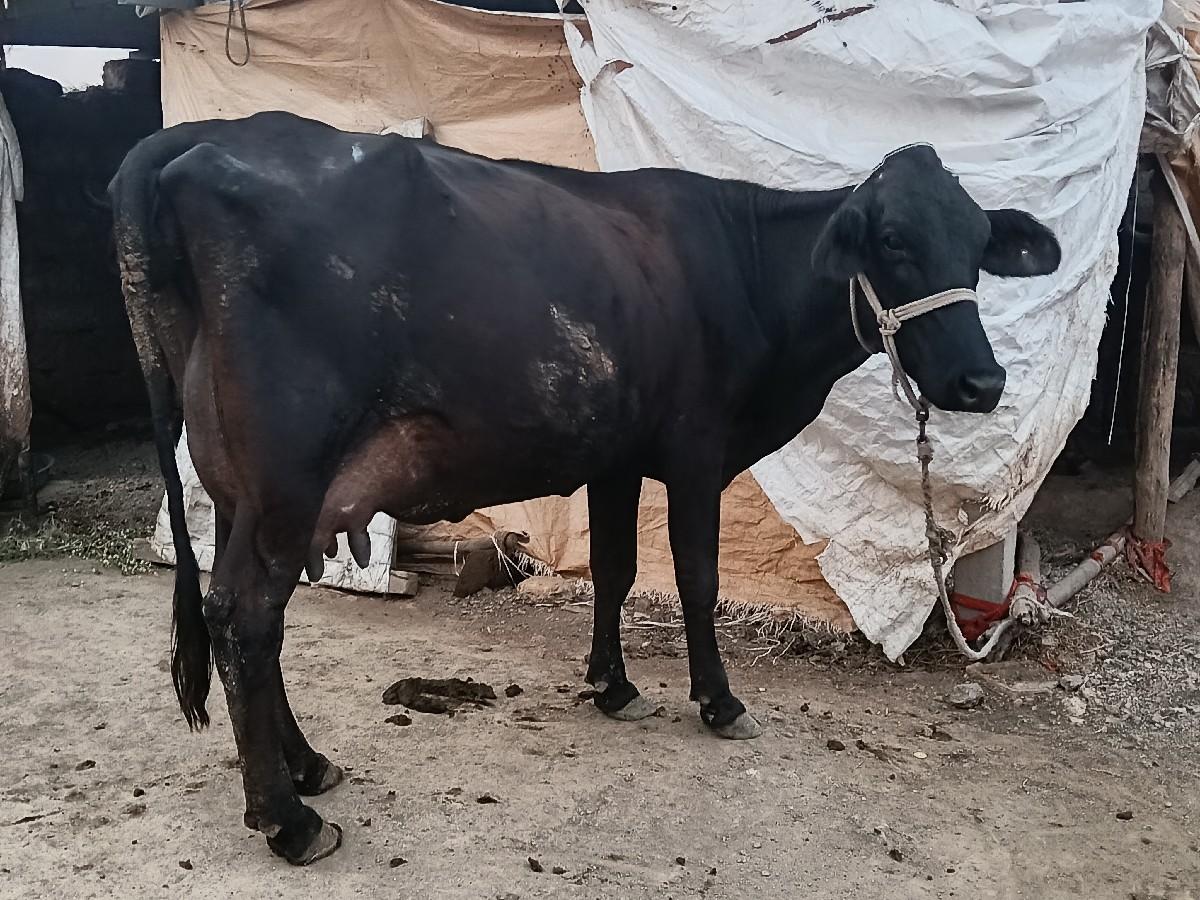 થંબનેલ 2