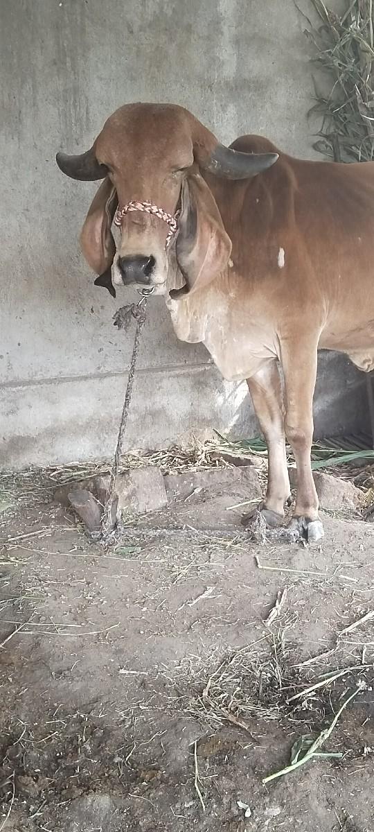 थंबनेल 2