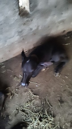 પાડો વેચવાનો પાંચ દિવસ