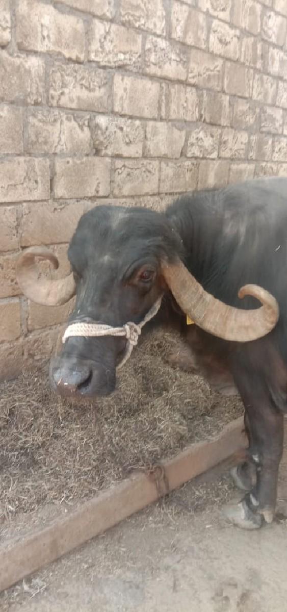 થંબનેલ 2