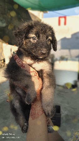 ડોગ દેવાનું છે જર્મન સફર