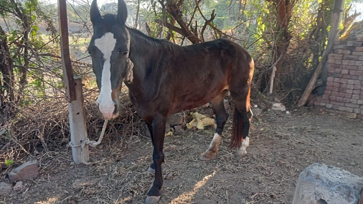 આ ઘોડી વેચવાની છે.