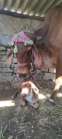 थंबनेल 3