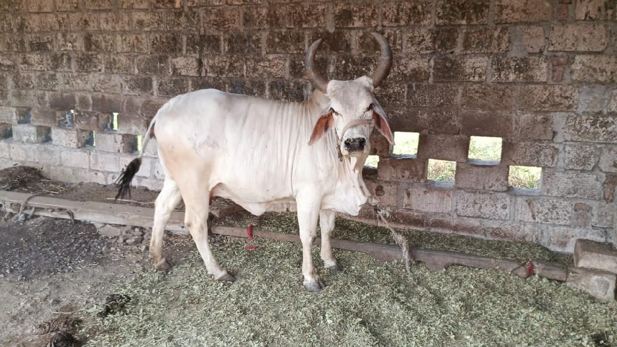 ગાય વેચવાની છે