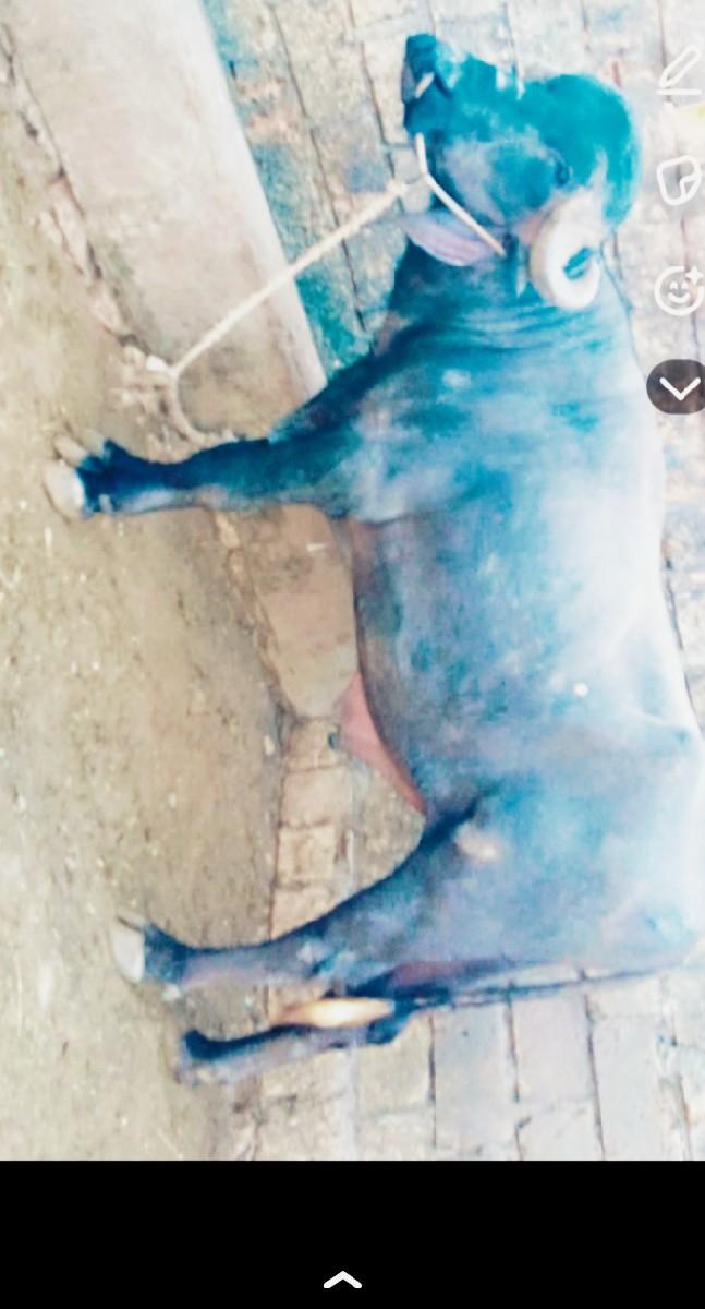 થંબનેલ 3